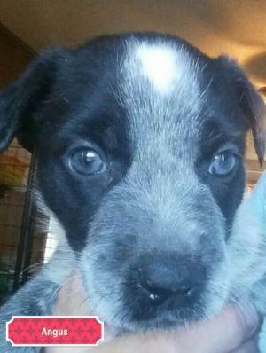 . Dotty Pup #2 - Angus .