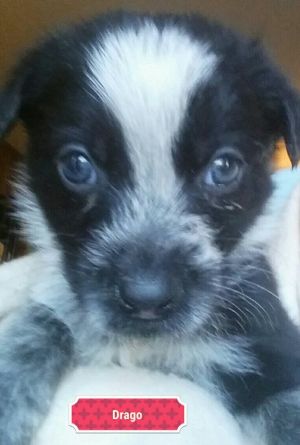 . Dotty Pup #3 - Drago .