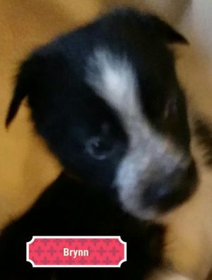 . Dotty Pup #4 - Brynn .