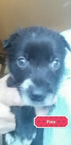 . Dotty Pup #5 - Pixie .