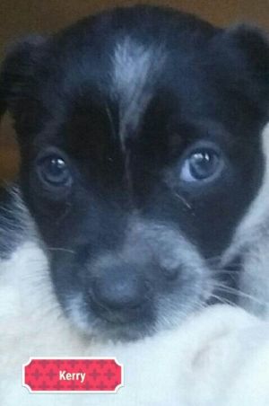 . Dotty Pup #6 - Kerry .
