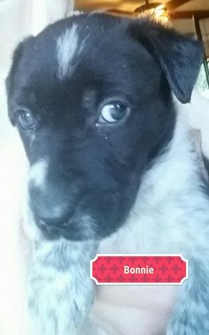 . Dotty Pup #7 - Bonnie .