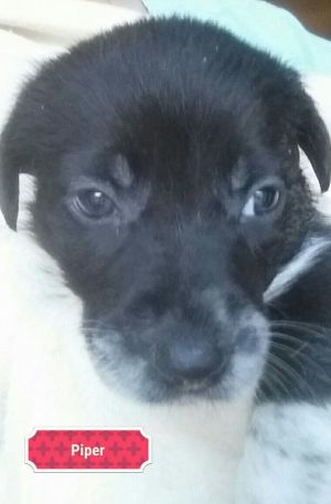 . Dotty Pup #8 - Piper .