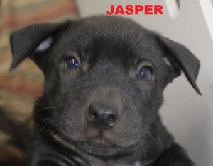 . Jasper - Jersey Puppy .