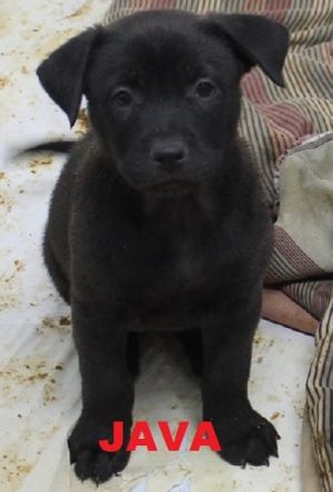 . Java - Jersey Puppy .