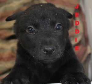 . Jeddie - Jersey Puppy .