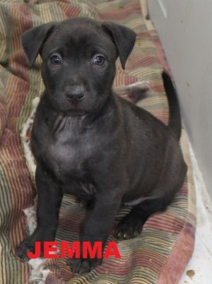 . Jemma - Jersey Puppy .