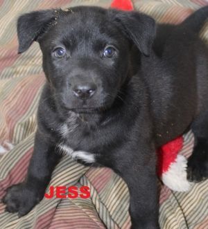 . Jess - Jersey Puppy .