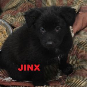 . Jinx - Jersey Puppy .