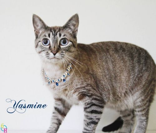 . Yasmine .