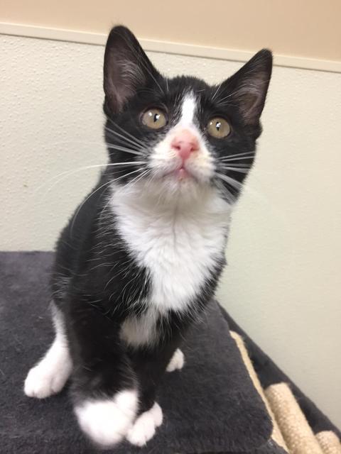 . Brandi - kitten! .