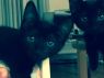 . Bagheera .