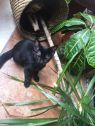 . Bagheera .