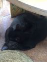 . Bagheera .