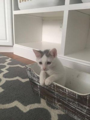 . Nicky (white litter) .