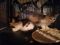 . Dicky (white litter) .