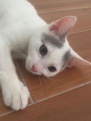 . Ricky (white litter) .