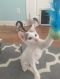 . Ricky (white litter) .