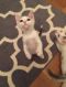 . Ricky (white litter) .