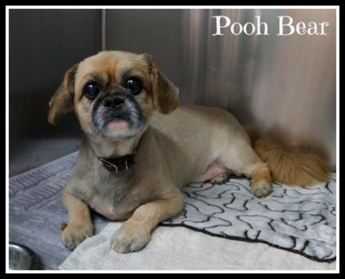 . Pooh Bear (Compassionate adoption) .