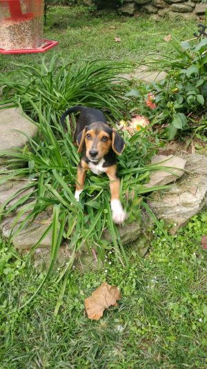 Karma From The Adoptable Pets Photo Pool You Are A pets adopt karma puppy rescue Karma From The Adoptable Pets Photo Pool You Are A pets adopt karma puppy rescue