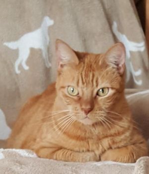 . Ginger .