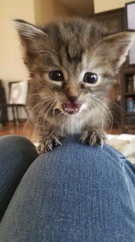 . Arya .