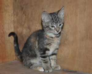 . Dottie .