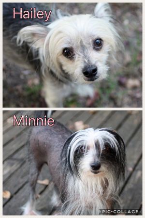 . Hailey and Minnie - Bonded Sisters .