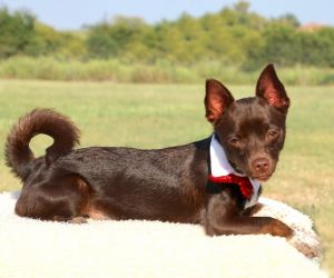 . Scout .