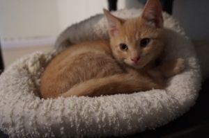 . Tom .