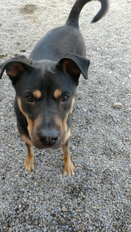 Photo of Ace