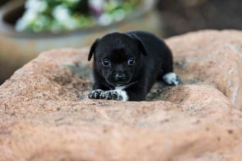 . Munchkin .