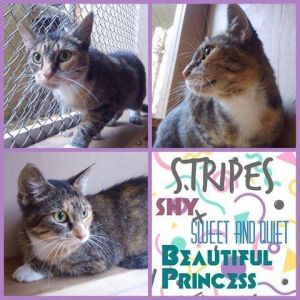 . Stripes .