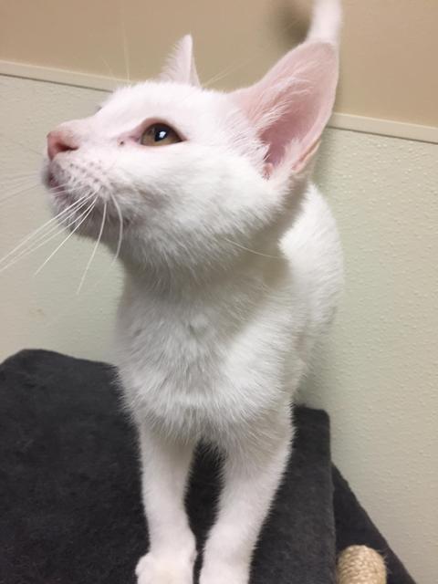 . Casper - kitten! .