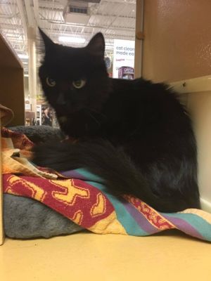 . Margarita - Meet me at Petsmart Manchester .