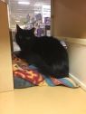. Margarita - Meet me at Petsmart Manchester .