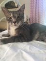Lacie