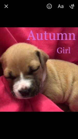 . Autumn (fall litter) .