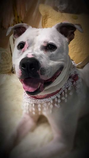 . Casper (fall litter dad) .