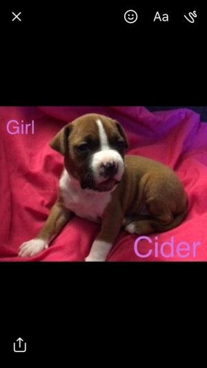 . Cider (fall litter) .