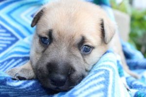 . Clarke (Broad St. Bullies Litter) .