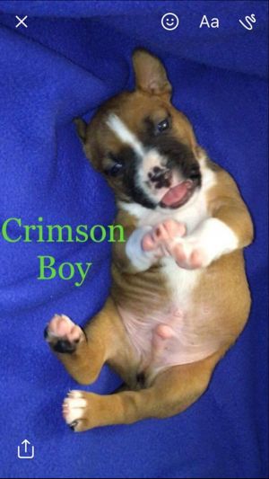 . Crimson (fall litter) .