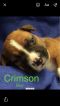 . Crimson (fall litter) .