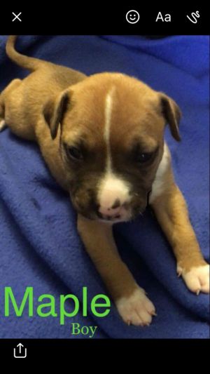 . Maple (fall litter) .