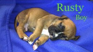 . Rusty (fall litter) .
