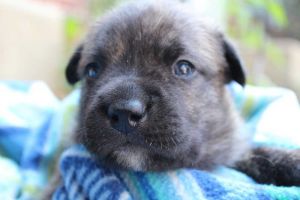 . Schultz (Broad St. Bullies Litter) .