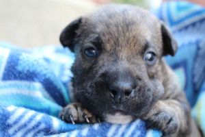. Watson (Broad St. Bullies Litter) .