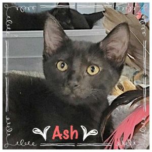 . Ash .