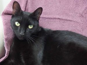 . Blackie Stephenson CP .
